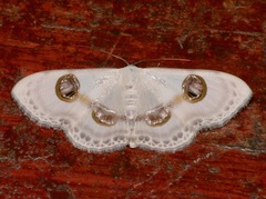 Problepsis borneamagna