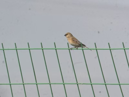 Desert Finch