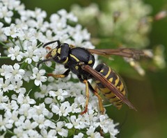 Vespula austriaca