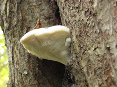 Spongipellis spumeus