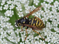 Vespula austriaca