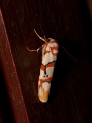 Cyana cruentata