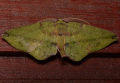 Omiza herois