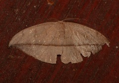 Albara reversaria