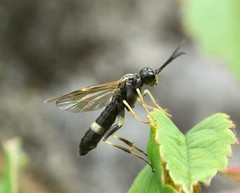 Allantus basalis