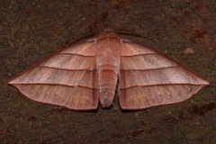 Sarcinodes reductatus