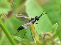 Allantus basalis