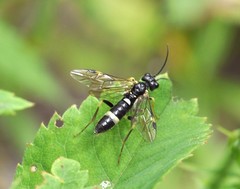 Allantus basalis