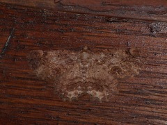 Dasyboarmia delineata