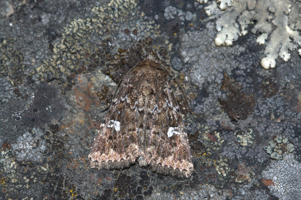 White-spotted Properigea