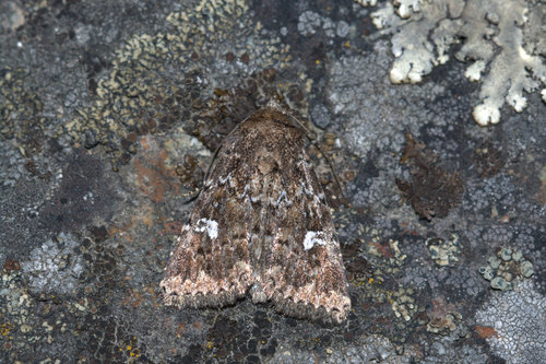White-spotted Properigea