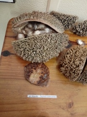 Zeyheria tuberculosa