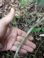 Pereskia