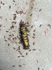 Eudaminae