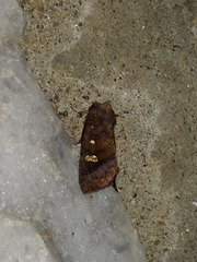 Parapamea buffaloensis