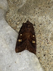 Parapamea buffaloensis