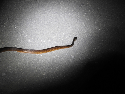 Brown Tree Snake sighting