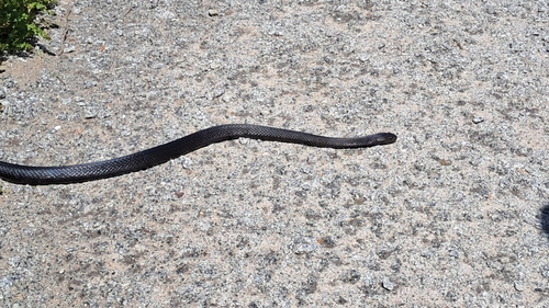 Mainland Dugite sighting