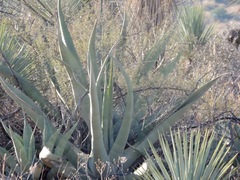 Agave asperrima