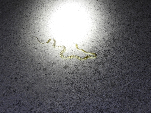 Coastal Carpet Python sighting