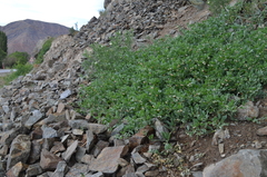 Zygophyllum obliquum
