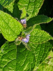 Pentaglottis sempervirens