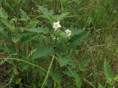 Solanum carolinense carolinense