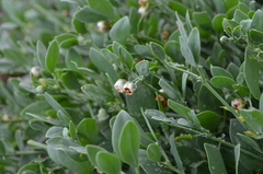 Zygophyllum obliquum