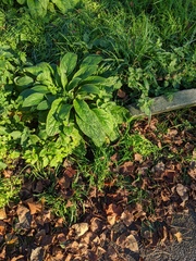 Pentaglottis sempervirens