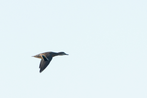 Green-winged Teal