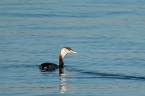 Great Crested Grebe