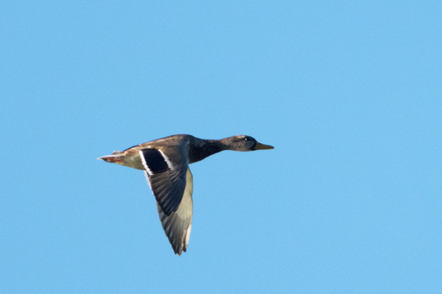 Mallard