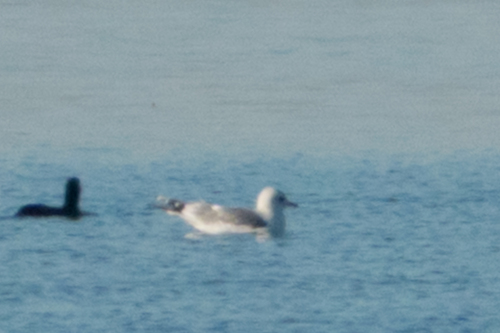 Common Gull