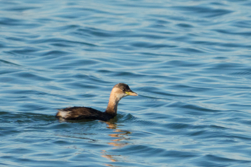 Little Grebe