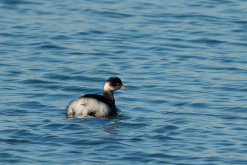 Eared Grebe