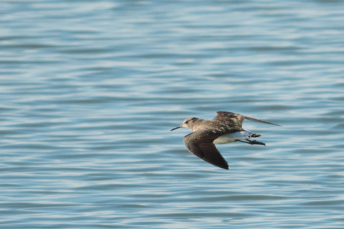 Green Sandpiper