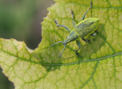 Chlorophanus viridis