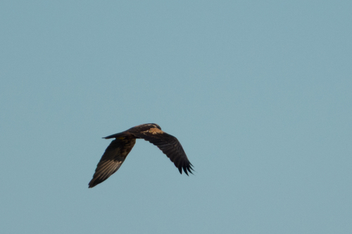 Western Marsh Harrier