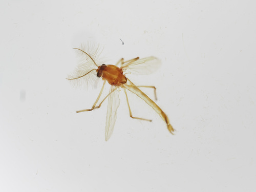 Kiefferulus tendipediformis