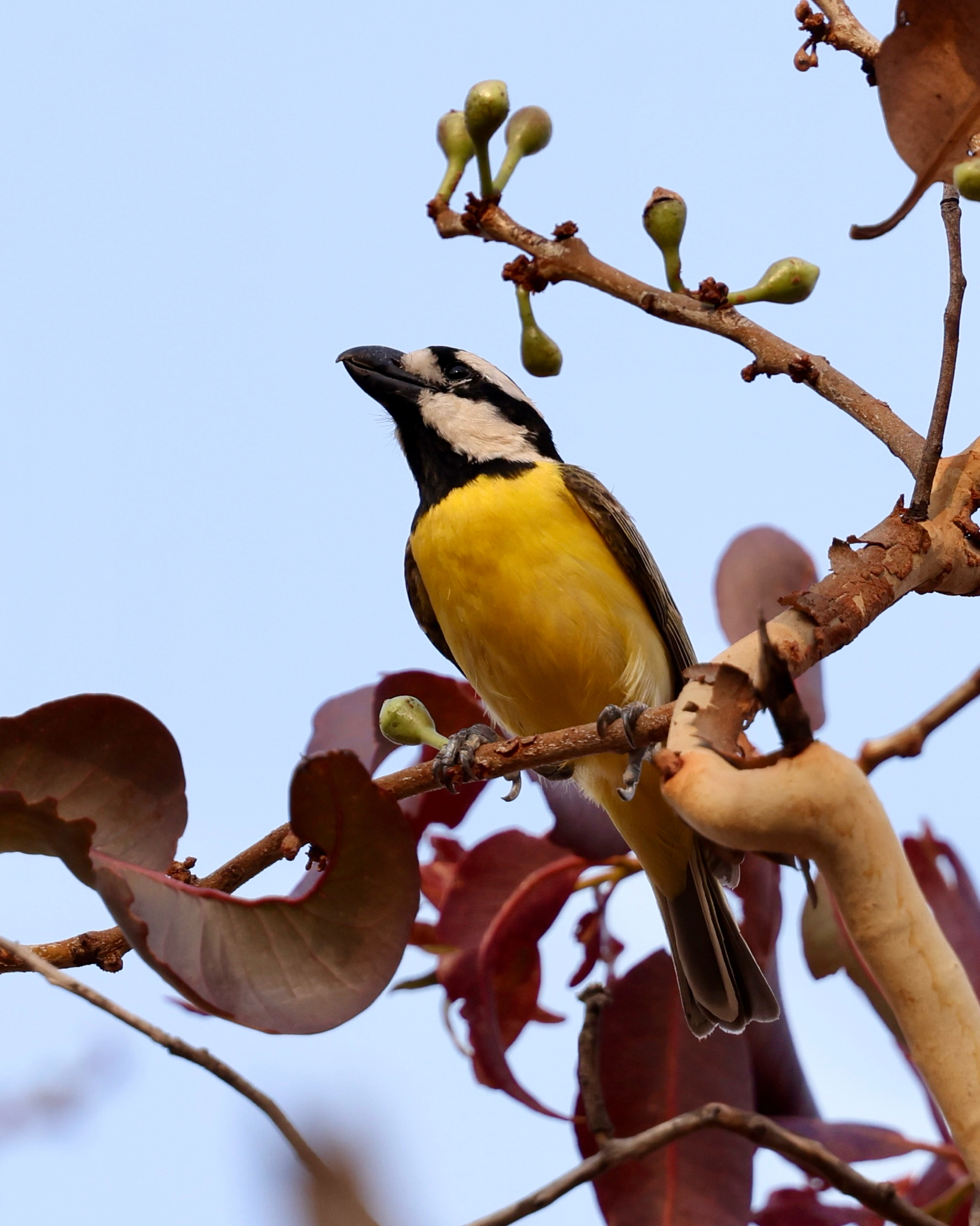 Northern Shrike-tit (Falcunculus whitei)