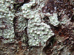 Pertusaria subambigens