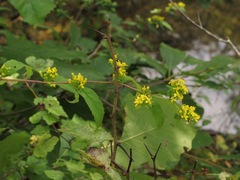 Solidago caesia caesia