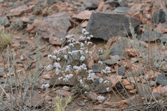 Limonium hoeltzeri