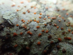 Ramboldia gowardiana