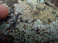 Ramboldia gowardiana