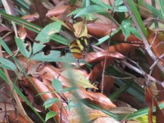 Nymphalidae