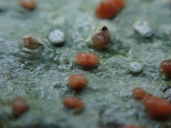 Ramboldia gowardiana