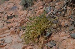 Zygophyllum pinnatum