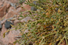 Zygophyllum pinnatum