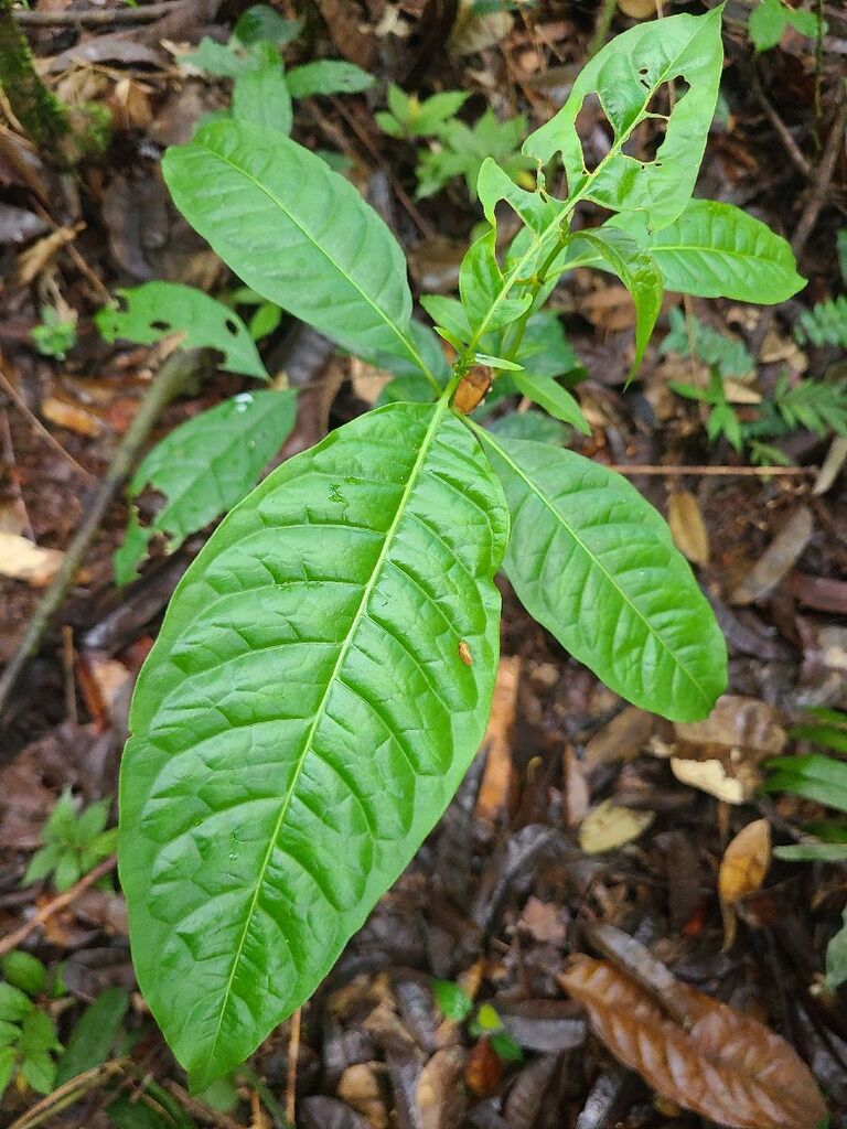 Pauridiantha pleiantha